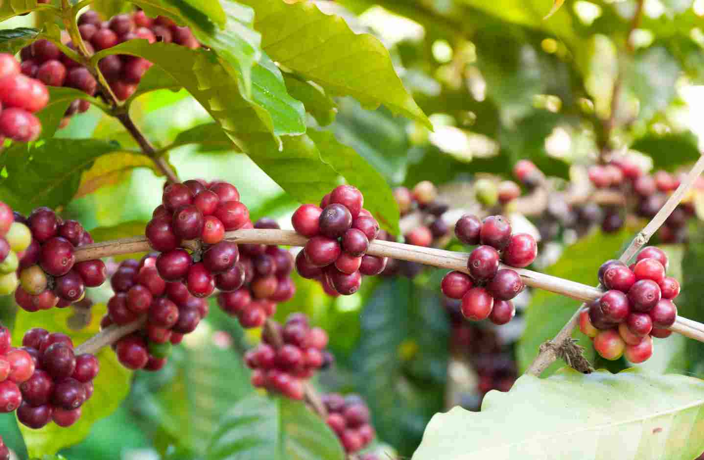 coffee